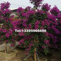 云南紫色三角梅樁景