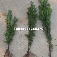 曼地亞紅豆杉樹苗