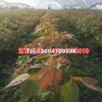 紅葉復(fù)葉槭