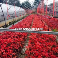 美國紅楓插干小苗