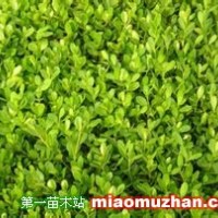 一年生大葉黃楊苗