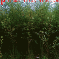 柳樹二三年苗大量