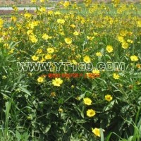 宿根大花金雞菊