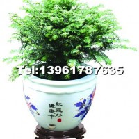 榮華富貴3#（紅豆杉）