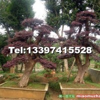 造型紅花繼木樁