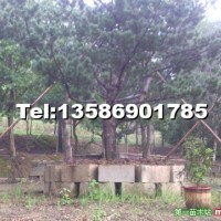 五針?biāo)?/></a>
<div><a href=