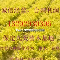 營養(yǎng)杯金葉榆