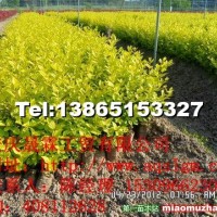 金葉女貞容器苗