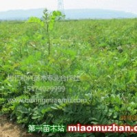 刺槐苗