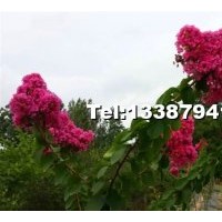 速生艷紅紫薇