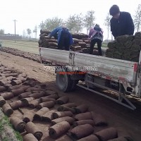 冷季型早熟禾草坪