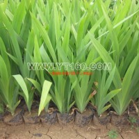 營養(yǎng)缽射干