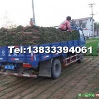 運(yùn)動(dòng)場(chǎng)草坪