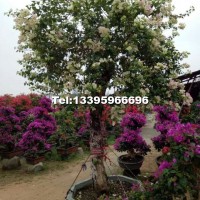 花葉黃花三角梅