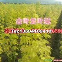 金葉復(fù)葉槭小苗