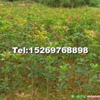 秋火焰紅楓小苗