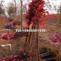 美國(guó)紅楓小苗