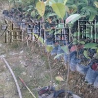 紅葉石楠小袋苗