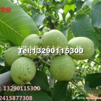 冠核一號核桃苗