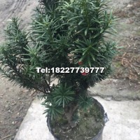 曼地亞紅豆杉杯苗