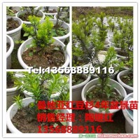 曼地亞紅豆杉盆景