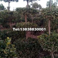 小葉女貞造型球