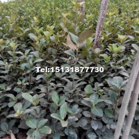 扦插衛(wèi)矛小苗