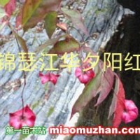 金絲吊蝴蝶系列
