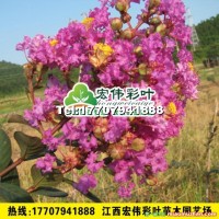 美國紅葉紅花紫薇