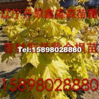 普林斯頓黃金楓