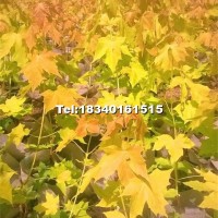 普林斯頓黃金楓小苗