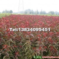 紅葉碧桃樹苗