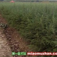 河南雪松營(yíng)養(yǎng)缽小苗