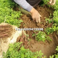 平陰四季玫瑰苗