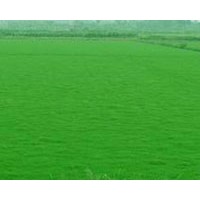 矮生百慕大草坪