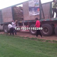 四季青早熟禾草坪