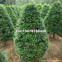 紅豆杉（寶塔形）