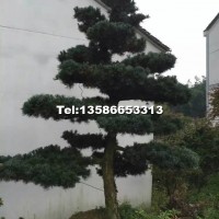 造型五針?biāo)?/></a>
<div><a href=