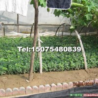 衛(wèi)矛扦插小苗