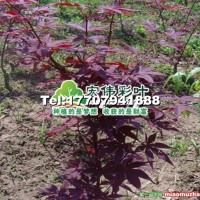 日本紅楓-三季紅