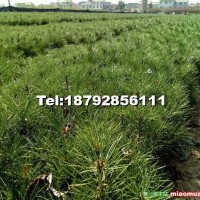 營養(yǎng)袋白皮松