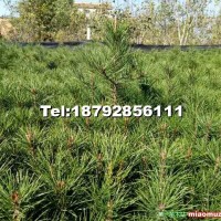 營養(yǎng)袋白皮松