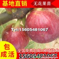 嫁接無(wú)花果樹