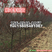 紫葉李樹苗