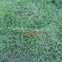 狗牙根草坪