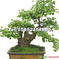 銀杏盆景