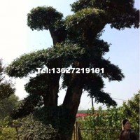 對(duì)節(jié)白臘