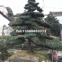 造型五針?biāo)?/></a>
<div><a href=