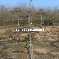 小葉女貞造型樹