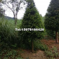 紅豆杉景觀盆景